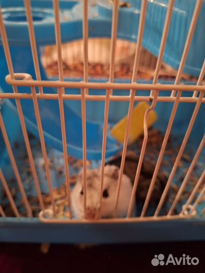 Джунгарики