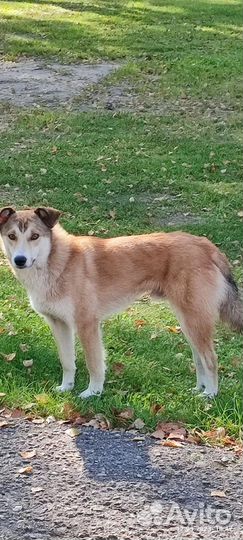 Собака в добрые руки