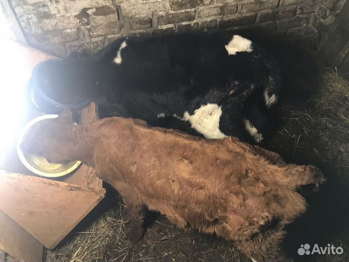 Продажа телят тёлочек