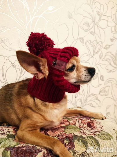 Шапочки для собак