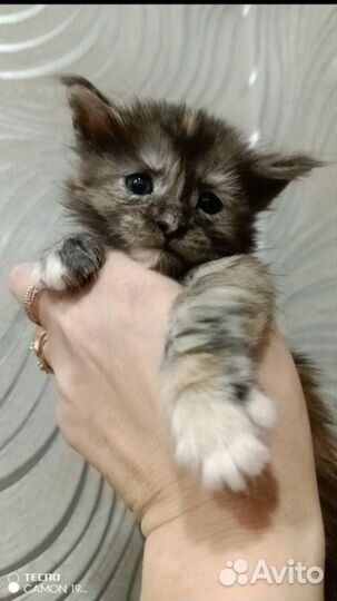 Котята мейн-кун