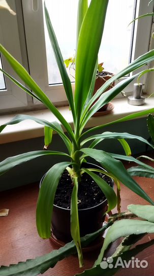 Комнатные цветы кактус юкка драцена спатифиллум