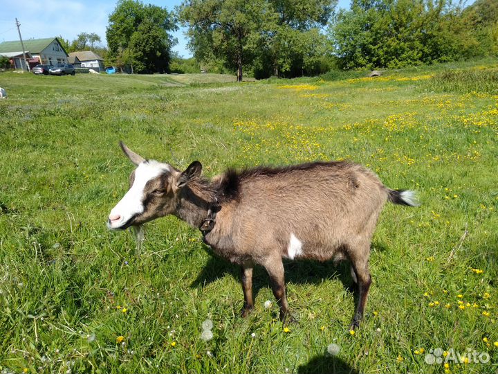 Коза дойная