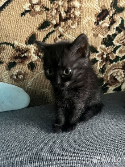 Отдам котят