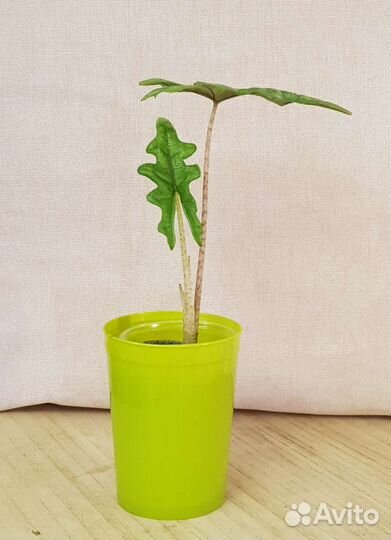 Алоказия Жаклин (A. Jacklyn)