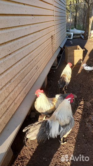 Продаются петухи разных пород