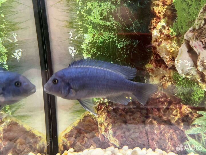 Рыбки Цихлиды, Голубая зебра самец