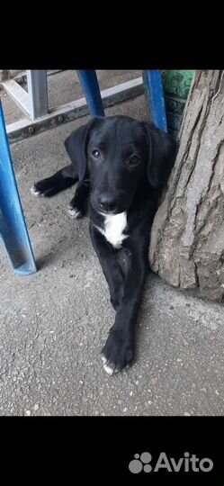 Щенок Зайчик