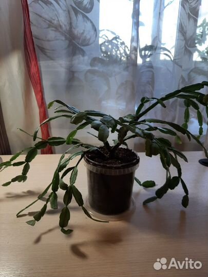 Эпифиллум розовый (декабрист)