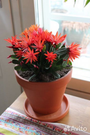 Рипсалидопсис