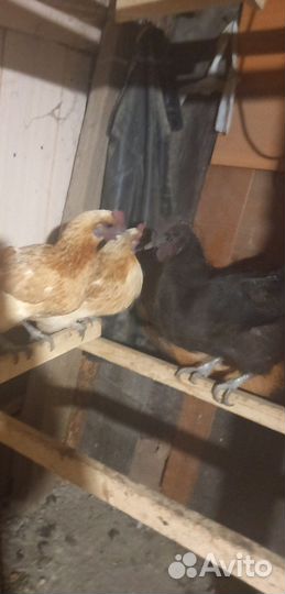 Петух кохинхин мрамарныи