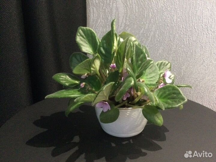 Просто цветы