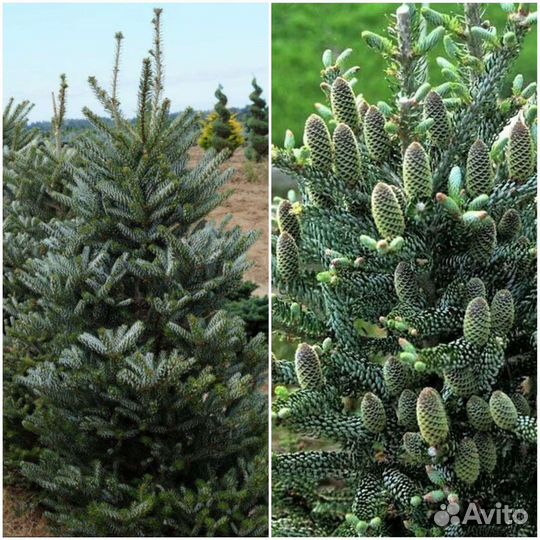 Пихта корейская Сильберлок
