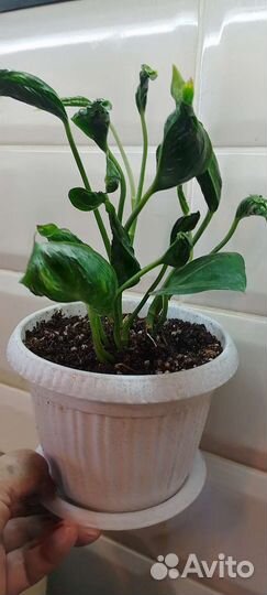 Сциндапсус Годзилла