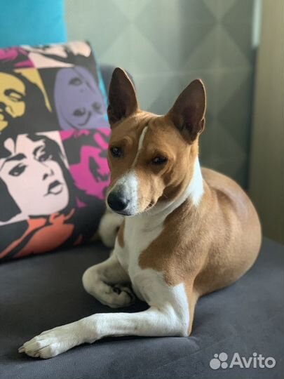 Кобель басенджи вязка