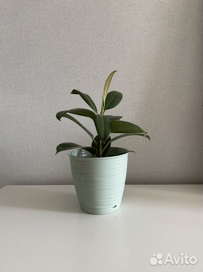 Фикус (комнатное растение)