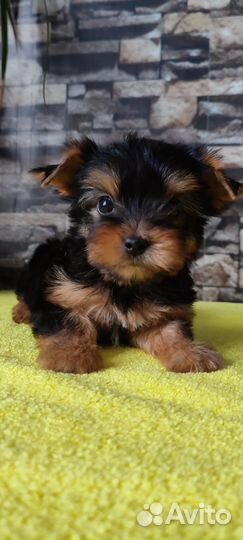 Мальчишка мини