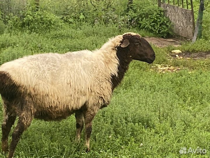 Курдючные бараны овцы