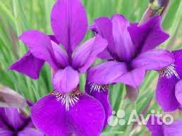 Ирисы