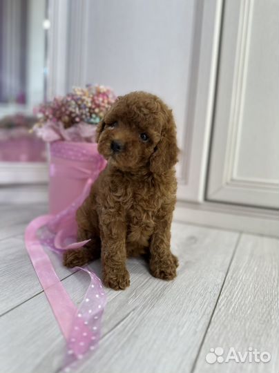 Пудель - мальтипу