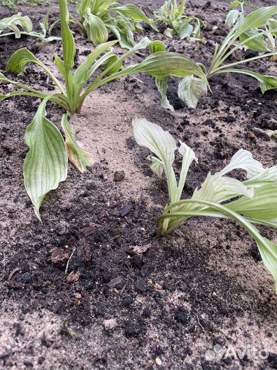 Хоста белое перо