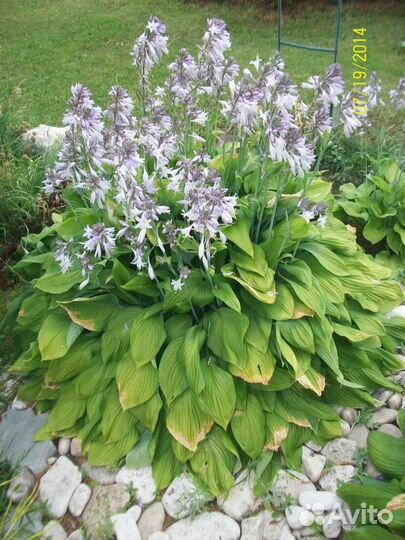 Хоста гигантская