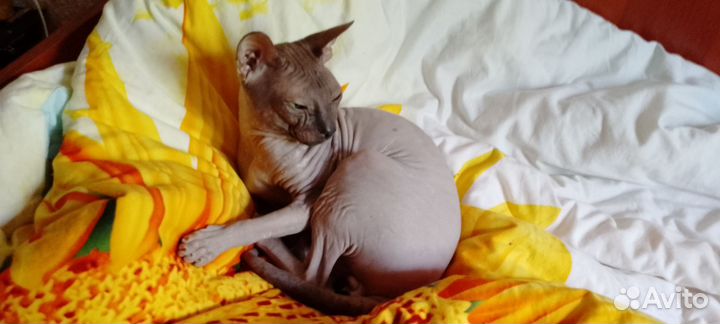 Донской сфинкс вязка