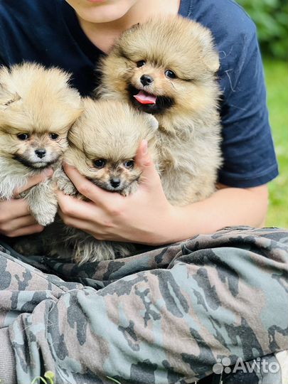 Шпиц померанский щенки