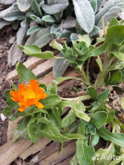 Календула садовая