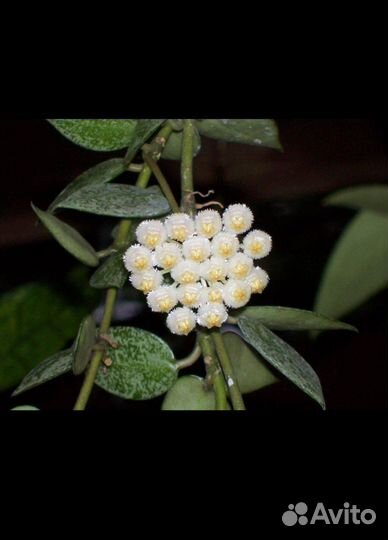 Пеперомии вариегатные, Хойя, Колерии