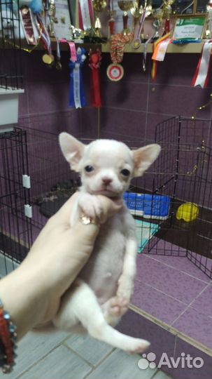 Чихуахуа мини девочка бело-лиловая