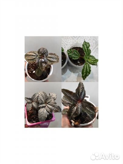 Бегонии, пилеи, фиттонии, эписции, Альтернатера