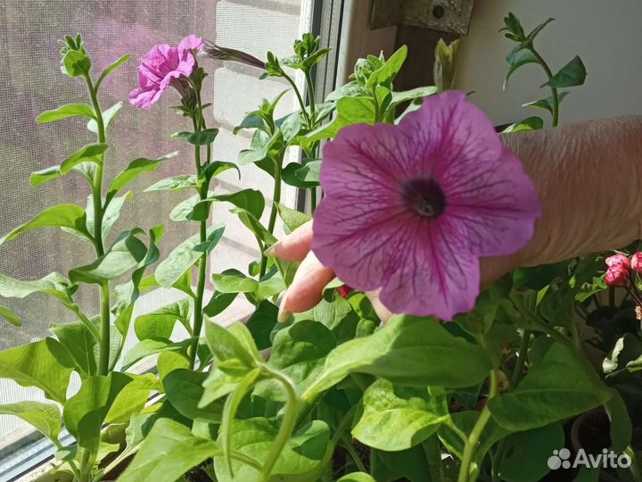 Рассада петунии