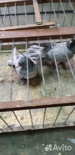 Широкохвостые мраморные голуби