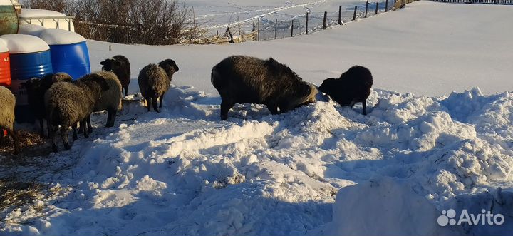 Козы и овцы