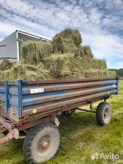 Сено отличного качества) 2023