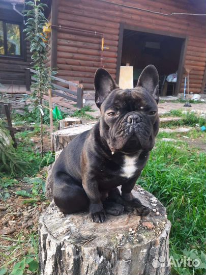 Французский бульдог кобель вязка