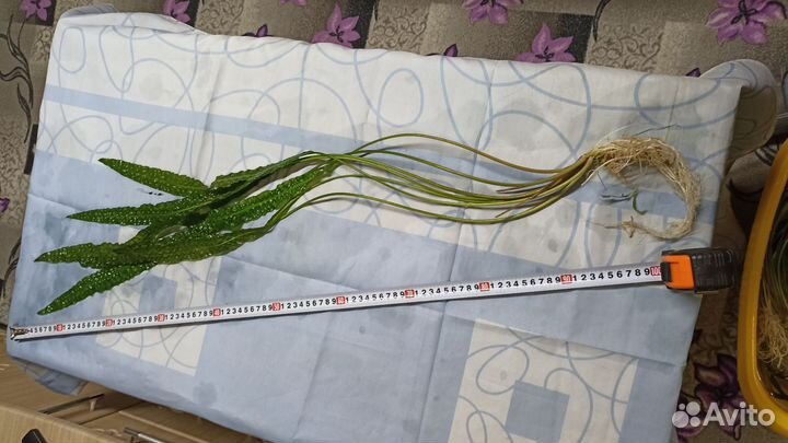 Аквариумные растения. Без со2