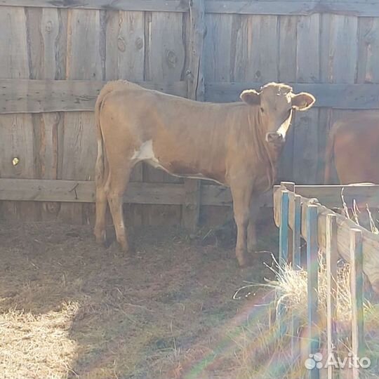 1 Бык и 10 телок