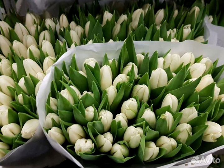 Тюльпаны оптом под заказ