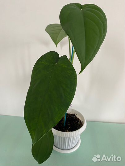 Сингониумы