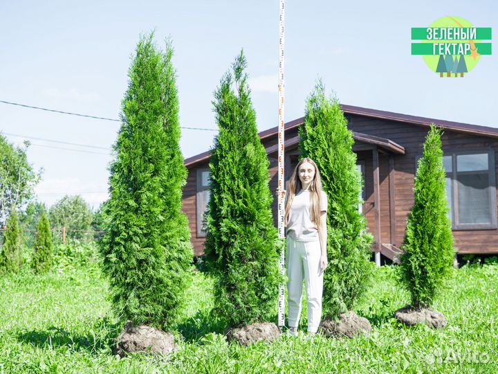 Туя смарагд 200 см свежая копка 2023