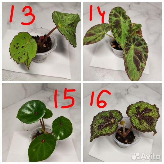 Бегонии природники