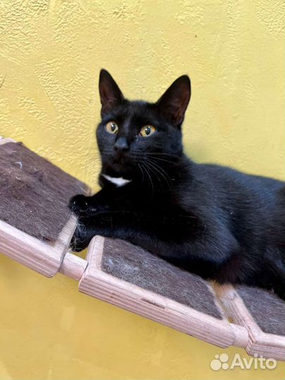 Кошка в дар