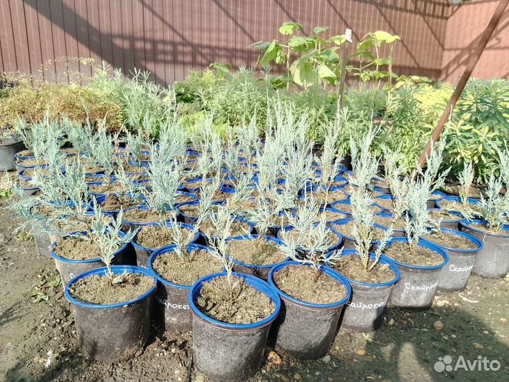 Можжевельник скальный Скайрокет