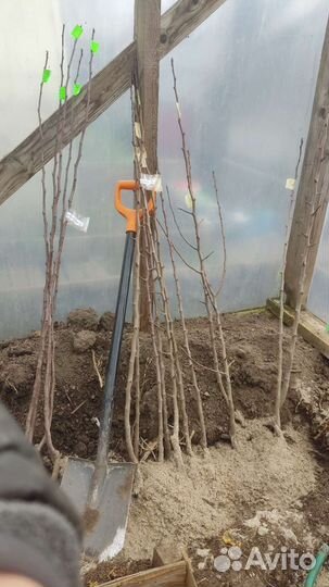 Саженцы Персика, Абрикоса, Нектарина, Грушы