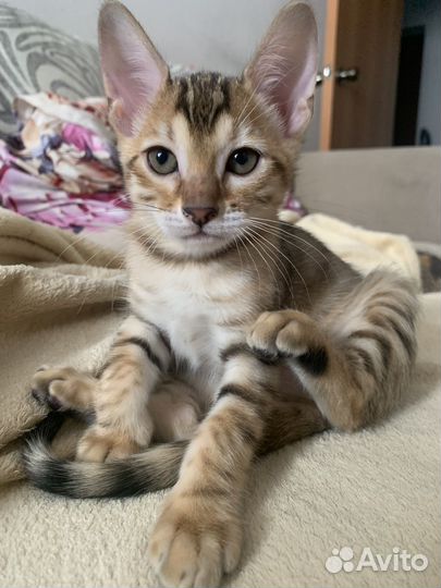 Бенгальские котята