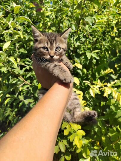 Котята