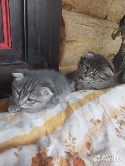 Вислоухие котята