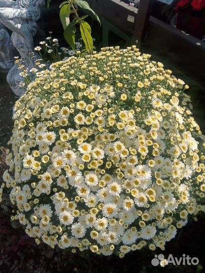 Хризантема в ассортименте